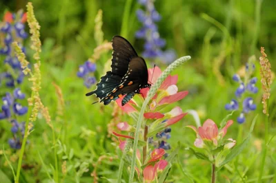 Borboleta preta em flor silvestre