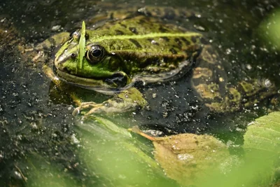 Rã-verde na água