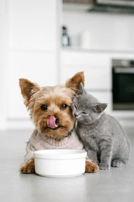 Cão Yorkshire e gatinho ao lado de tigela