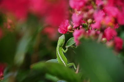Lagarto entre flores