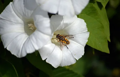 Mosca-das-flores sobre flor branca
