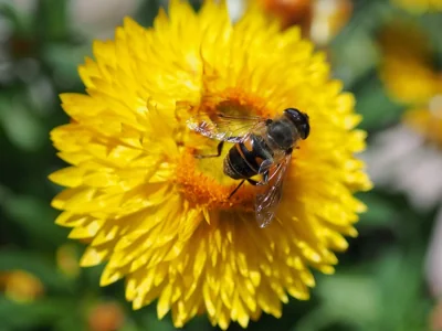 Abelha em flor amarela