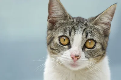 Retrato de gato