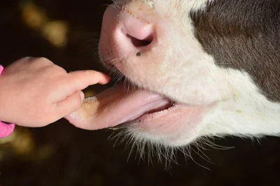 Criança tocando a língua de uma vaca