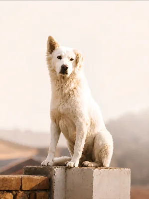 Cão de pelagem branca sentado