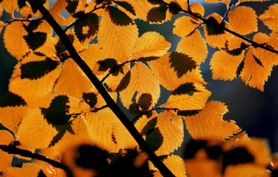 Folhas de outono iluminadas pela luz do sol