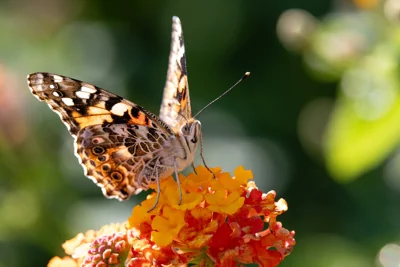 Borboleta em flor de lantana