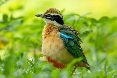 Pitta-indiana