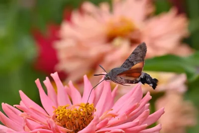 Mariposa-colibri alimentando-se em flor de zínia