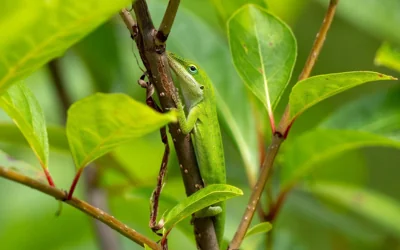 Lagarto verde em galho de árvore
