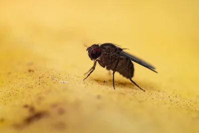 Mosca em superfície amarela