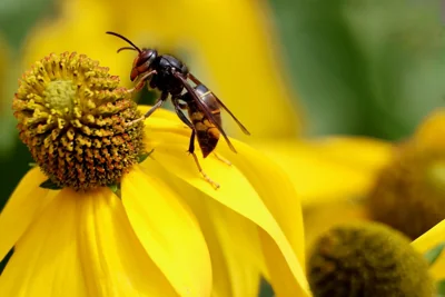 Vespa em flor amarela