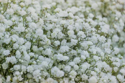 Flores brancas de gipsofila