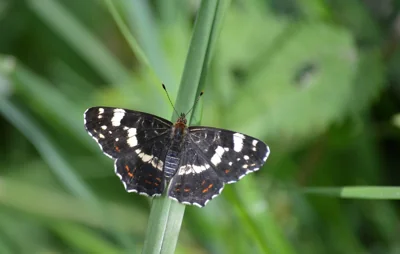Borboleta Araschnia levana em folha de grama