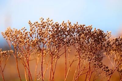 Plantas secas ao pôr do sol