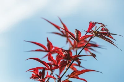 Folhas vermelhas de bordo-japonês