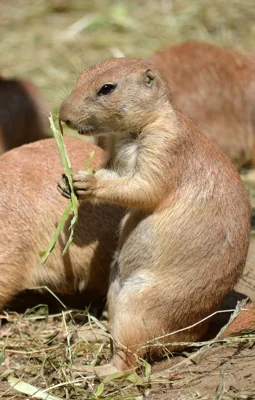 Cão-da-pradaria comendo grama