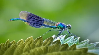Donzelinha-azul pousada em folha
