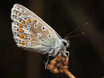 Borboleta na natureza