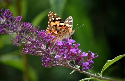 Borboleta bela-dama