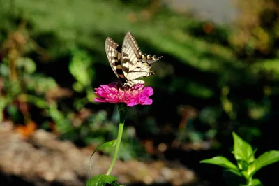 Borboleta em flor na natureza
