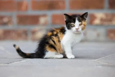Gato filhote