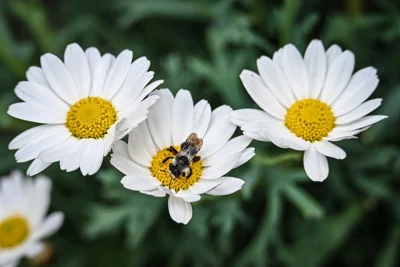 Abelha polinizando flor