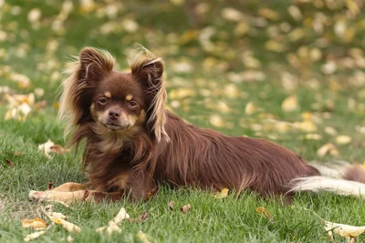 Chihuahua de pelo longo na grama