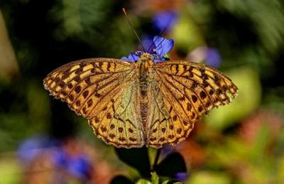 Borboleta em flor