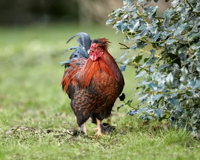 Galo de penas vermelhas