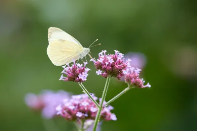 Borboleta sobre flor de verbena