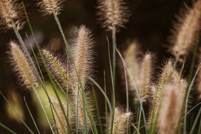 Planta gramínea ornamental