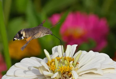 Mariposa-colibri sobre uma flor