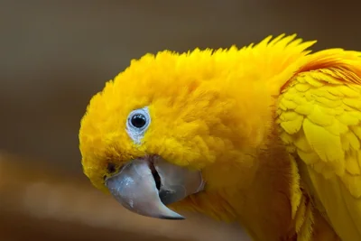 Ararajuba