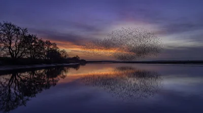 Pássaros no lago ao pôr do sol