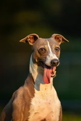 Galgo italiano