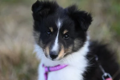 Filhote de Shetland Sheepdog