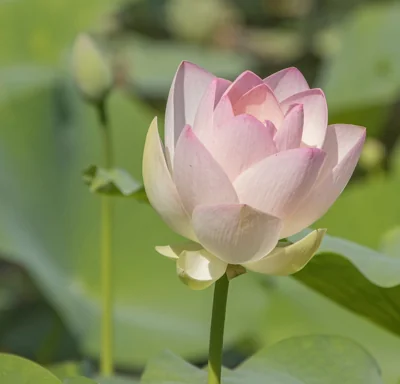 Flor de lótus