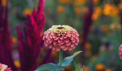 Flor de zínia no jardim