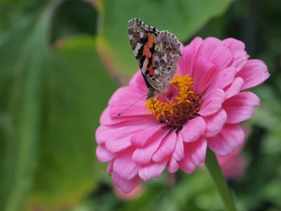 Borboleta bela-dama sobre zínia