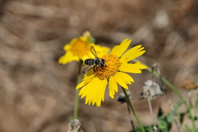 Abelha em flor amarela