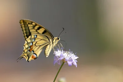 Borboleta pousada em flor