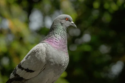 Pombo-comum Urbano