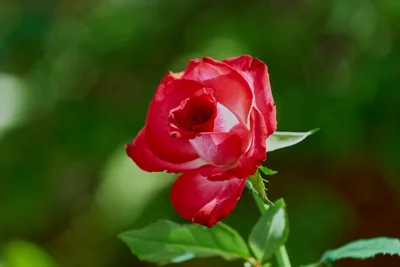 Rosa vermelha e branca