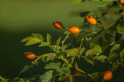 Frutos de rosa-mosqueta