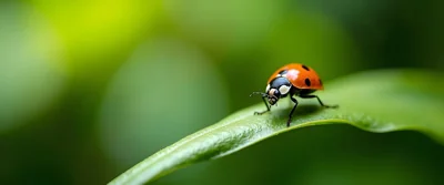 Joaninha em folha verde