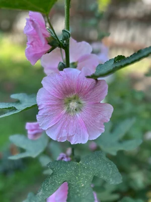 Malva-rosa