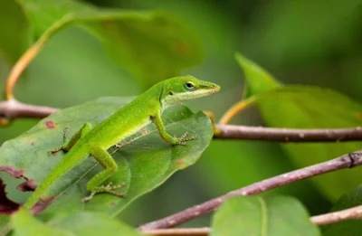 Lagarto verde sobre folha