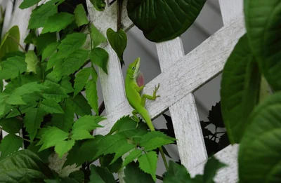Lagarto na natureza