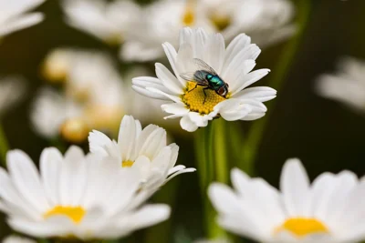 Mosca em flor de margarida